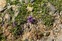 2015-07-04_2Sonnjoch (231).JPG